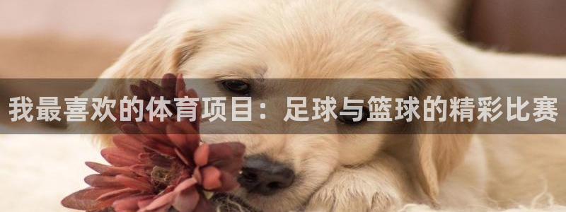 7m体育手机版：我最喜欢的体育项目：足球与篮球的精彩比赛